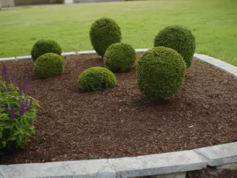 Freshly mulched bed of neatly rounded shrubs with a limestone border.